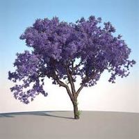 a purple jacaranda tree under blue sky