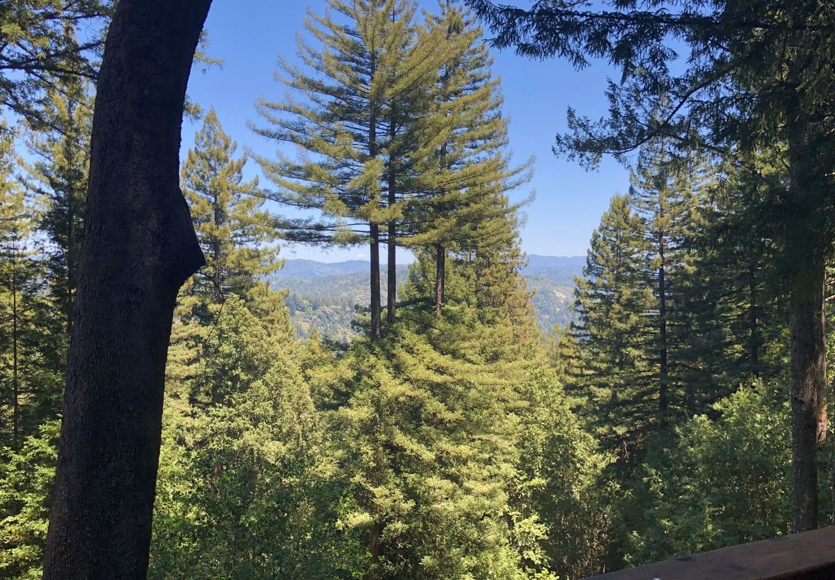mountainside fir trees against a blue sky