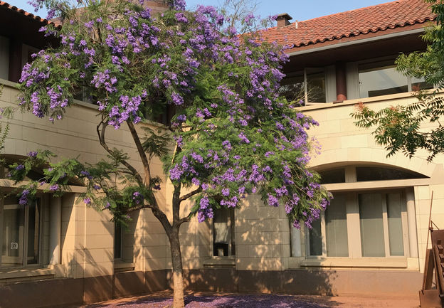 Purple Jacaranda Tree